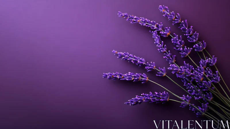 Lavender Sprigs Against Purple Gradient Background.