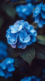 Delicate Blue Hydrangea Blooms in Soft Focus Garden Setting