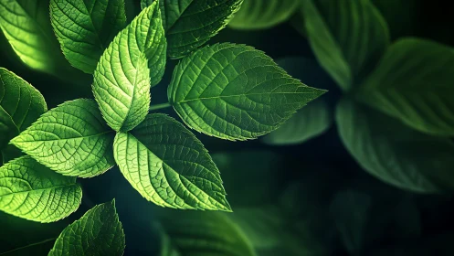 Lush green leaves glow softly in dramatic close-up focus.