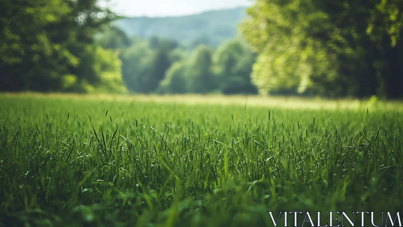 Green grass meadow in sharp focus under soft daylight.
