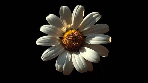 White Daisy with Golden Yellow Center on Black Background