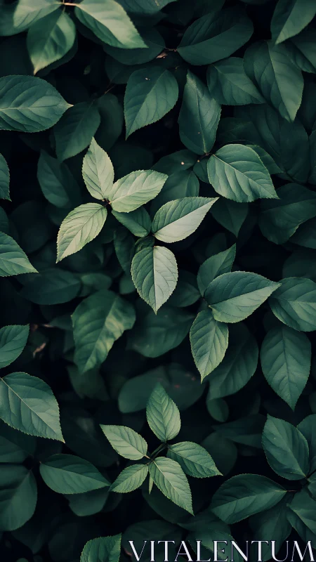 Selective focus isolates pale compound leaves in dark foliage