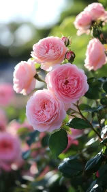 Pink Garden Roses in Sunlit Bokeh Environment. Botanical Study.