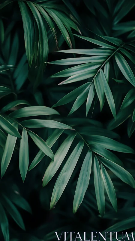 Macro study of palm frond lamina geometry in low key light.