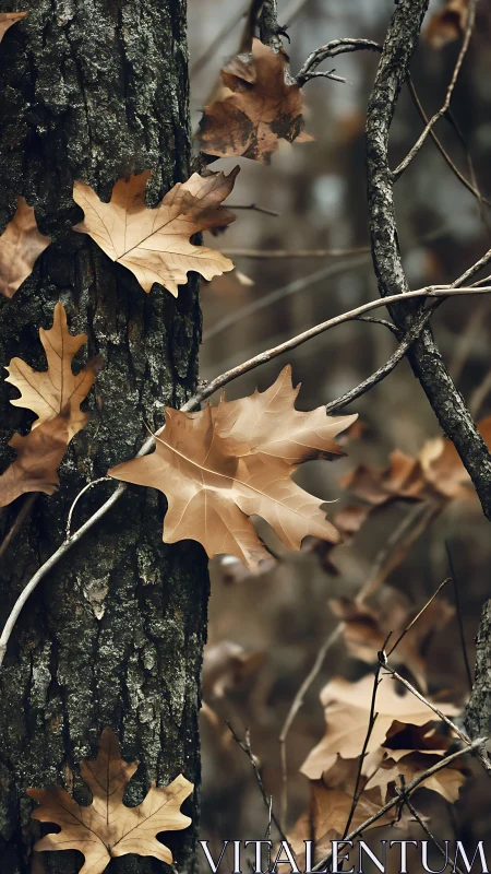 Dry oak leaves cling to rough tree bark in muted forest