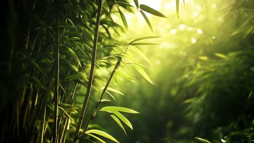 Sunlit bamboo foliage in dense green vegetation zone.