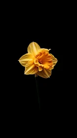 Golden daffodil with layered trumpet corona isolated against black background.