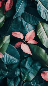 Soft pink leaves rest gently among deep teal foliage