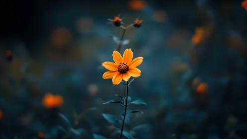 Vibrant Orange Flower Glows Against Dreamy Teal Background