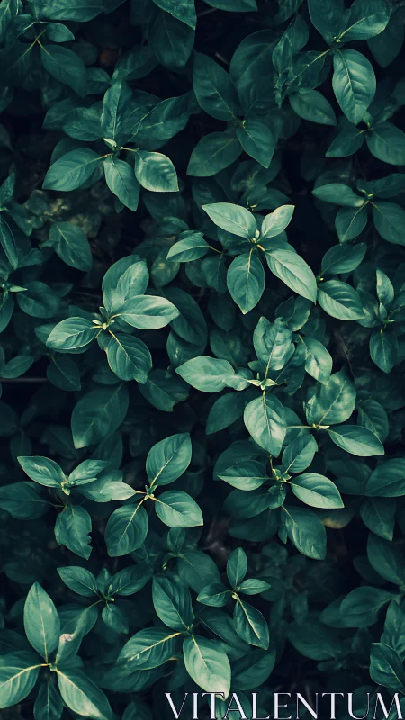 Dense emerald foliage pattern under soft natural light.