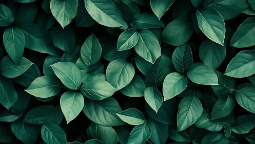 Lush overlapping green leaves create a calm botanical wall