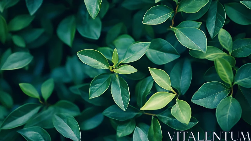Lush emerald foliage with soft bokeh and cool tonal contrast.