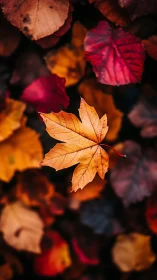Lone ember leaf drifting above autumn&rsquo;s velvet hush.
