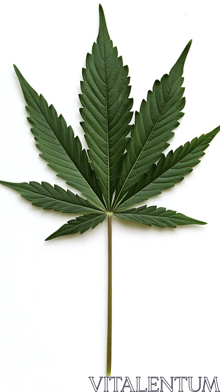 Graceful green leaf study against a bright white backdrop.