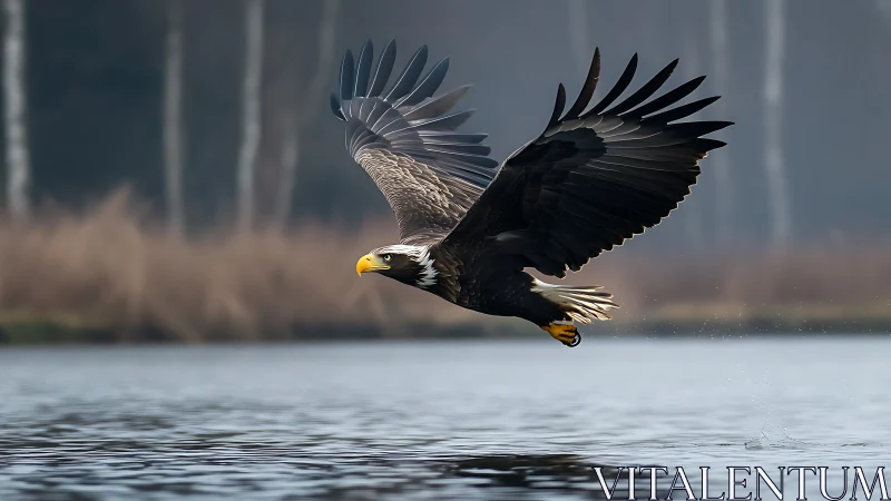 Majestic bald eagle in flight over lake, nature photography style.