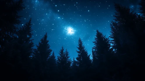 Night sky glows above dense conifer forest silhouettes