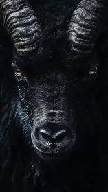 Close frontal portrait of black horned sheep head.