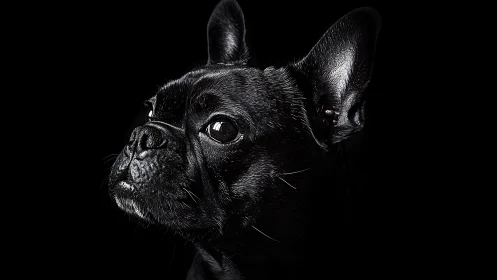 Low-key portrait isolates black French Bulldog in dramatic light