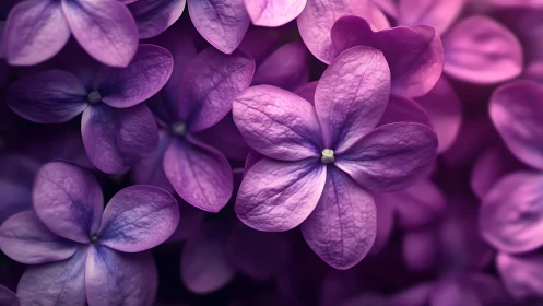 Purple Lilacs Bloom in Dreamy Close-Up Splendor.