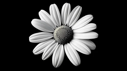 Single daisy blossom glows against deep black background.