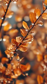 Autumn leaves with raindrops in close-up focus shot.