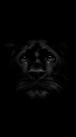 Black Leopard Portrait Study: High-Contrast Nocturnal Feline.