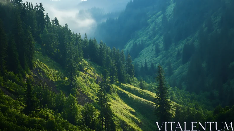 Alpine valley canyon with coniferous forest and atmospheric diffusion.