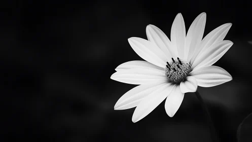 Monochrome close-up captures single daisy-like flower in focus