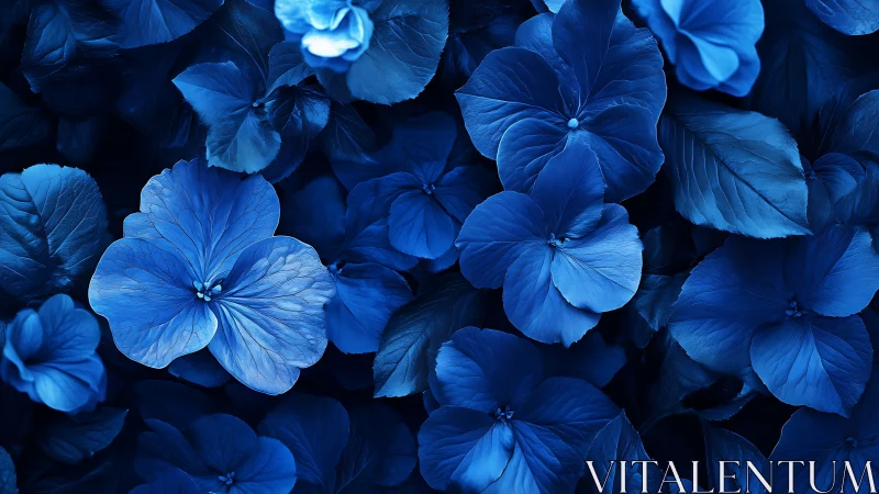 Blue hydrangea flowers fill frame with uniform dark foliage