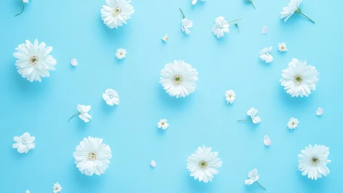 White Flowers and Petals Arranged on Pastel Blue Surface