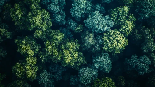 Forest Canopy from Above: Nature's Intricate Tapestry.