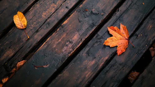 Glistening autumn leaves rest gently on a rain soaked deck