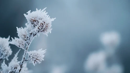 Frosted wildflower macro in soft blue winter haze.