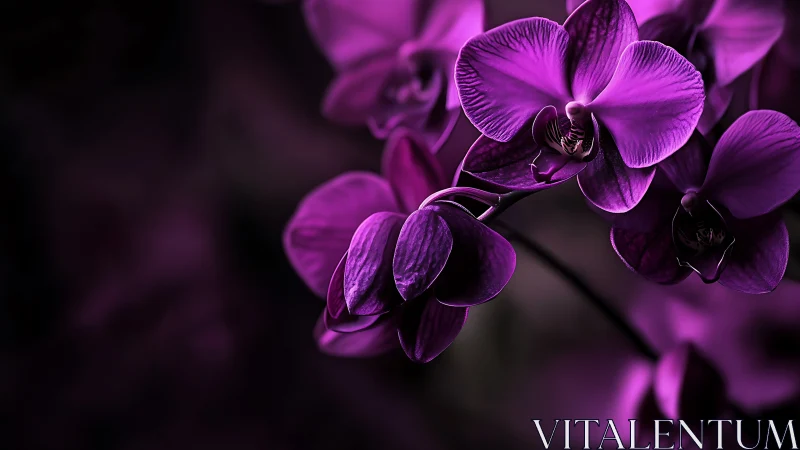 Deep Purple Phalaenopsis Orchids: Macro Botanical Study