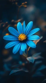 Blue daisy-form flower with yellow central disk in soft focus