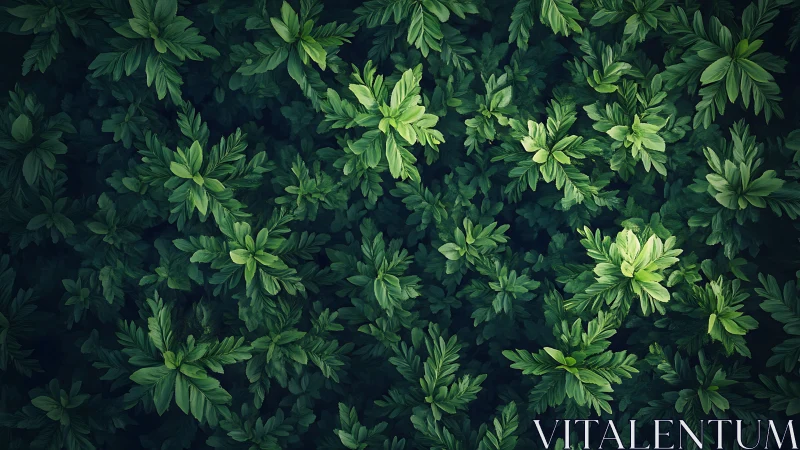 Dense overhead foliage pattern in deep green tones.