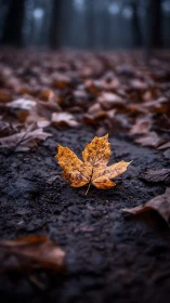 Single orange maple leaf on dark forest floor in autumn.