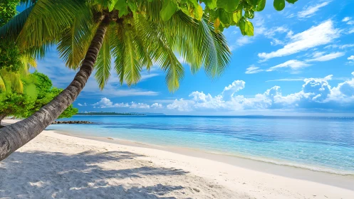 Tropical Beach with Palm Tree and Clear Ocean