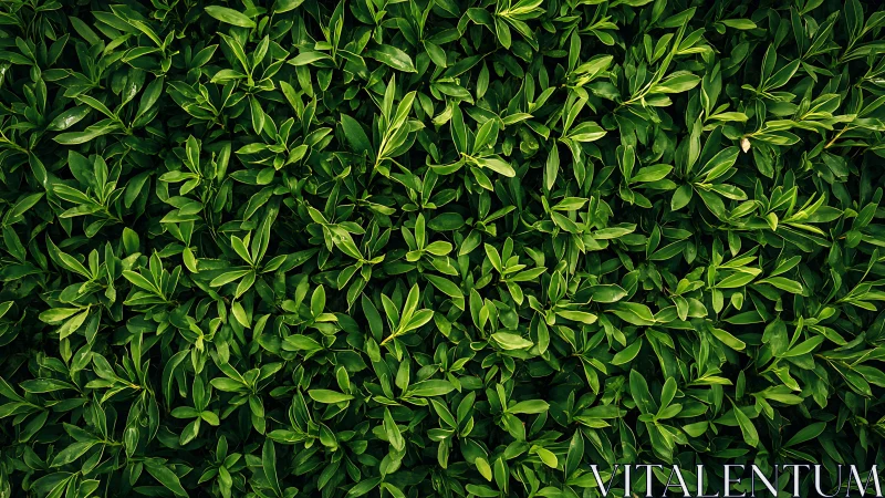 Dense overhead foliage pattern reveals uniform leaf distribution