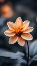 Dahlia specimen with stratified petal gradation and chromatic radiance.