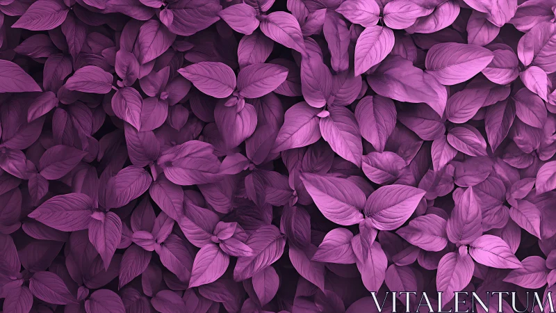Monochromatic magenta foliage uniformly fills the image frame