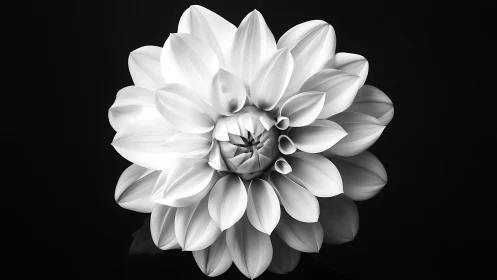 Monochromatic dahlia flower with layered petals against black background.