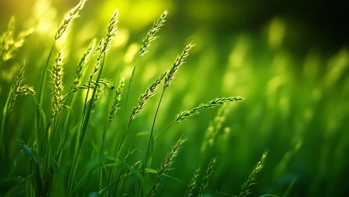 Green grass stems in shallow focus under strong backlight.