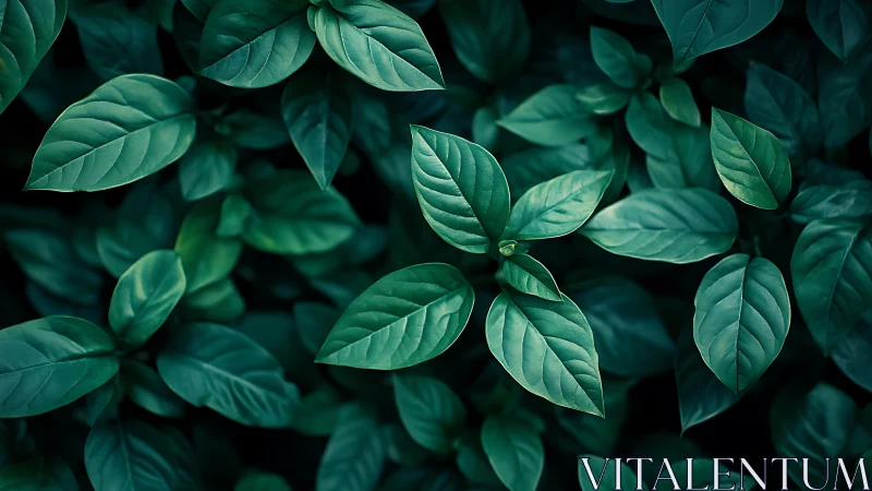 Deep green leaves form dense overlapping botanical pattern