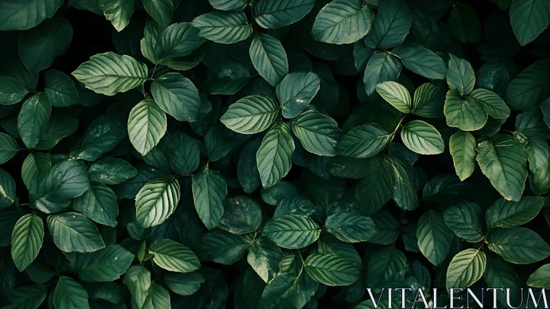 Dense green foliage with directional sidelight and subtle vignetting