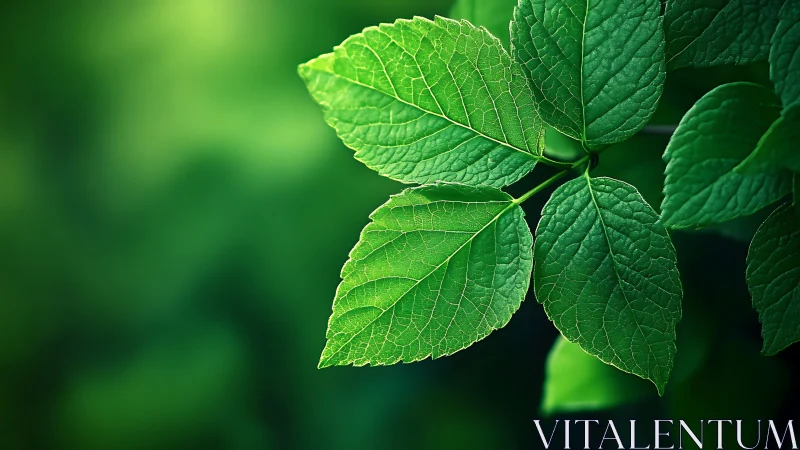 Sunlit leaf lattice glowing against a dreamy green blur.