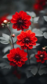 Radiant Dahlias: Velvet Petals Dance in Crimson Glory.