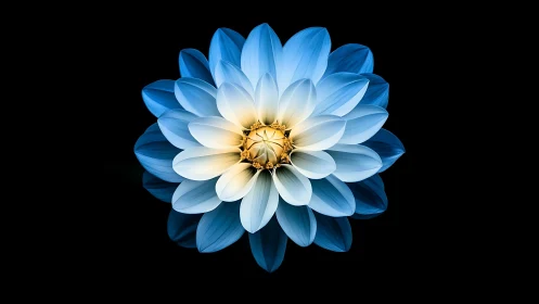 Luminous Geometry Blooms in Twilight: Where Blue Petals Meet Golden Core