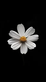 White Cosmos Dancing Against Velvet Darkness.