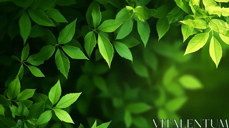 Sunlit green leaves forming tranquil natural canopy.